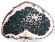 Destuntzia sporocarp