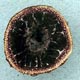 Elaphomyces sporocarp