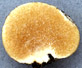 Endogone sporocarp