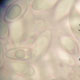 Fevansia spore