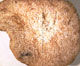 Fevansia sporocarp