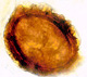 Fischerula spore