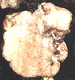 Fischerula sporocarp