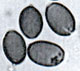 Galeropsis spores
