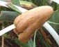 Gastrocybe sporocarp