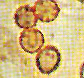 Gastrosporium spores