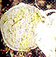 Gastrosporium sporocarp