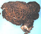 Gastrosuillus sporocarp