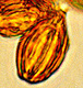 Gautieria spore