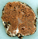 Gautieria sporocarp