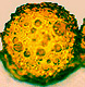Genabea spore