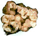 Genabea sporocarp
