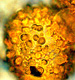 Genea spore