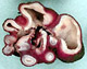 Genea sporocarp