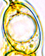 Geopora spores
