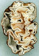 Geopora sporocarp