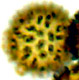 Gymnogaster spore