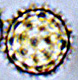 Hydnangium spore
