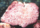 Hydnangium sporocarp