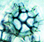 Hydnobolites spore