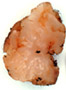 Hydnobolites sporocarp