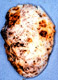 Hydnotryopsis sporocarp
