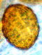 Hydnotrya spore