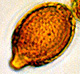 Hymenogaster spore