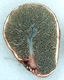 Hysterangium sporocarp
