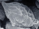 Kjeldsenia spore