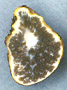 Kjeldsenia sporocarp