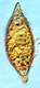 Leucangium spore