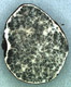 Leucangium sporocarp
