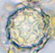 Leucogaster spore