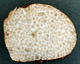 Leucogaster sporocarp