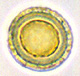 Leucophleps spore