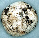 Leucophleps sporocarp