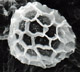 Loculotuber spore