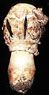Longia sporocarp