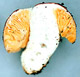 Macowanites sporocarp