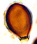 Melanogaster spore