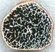 Melanogaster sporocarp