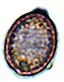 Mycolevis spore