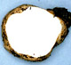 Mycolevis sporocarp