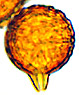 Neosecotium spore