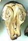 Nivatogastrium sporocarp