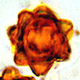 Octaviania spore
