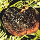 Octaviania sporocarp