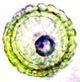 Pachyphloeus spore