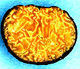 Pachyphloues sporocarp
